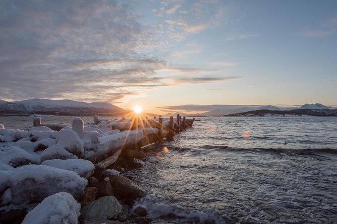 Winter Fjord Road Trip with Wandering Owl - Wildlife study time: reindeer moments are a real possibility
